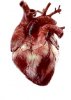 animated real heart copy.jpg