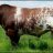 shorthorn